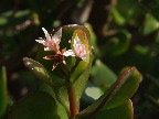 image/_paradistrae_blomster-960.jpg