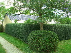 image/_ligusterhaek-07.jpg