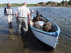 image/_sejle_faar-80.jpg