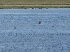 image/_roskilde_fjord-186.jpg