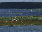 image/_roskilde_fjord-2230.jpg