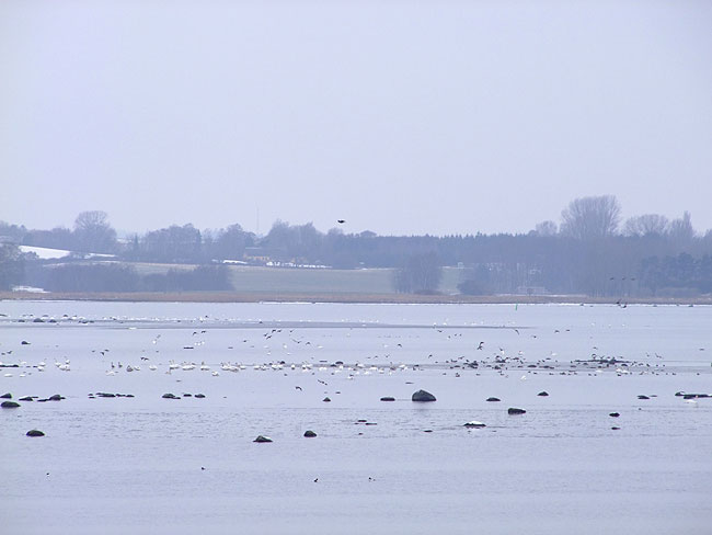 image/roskilde_fjord-634.jpg