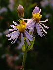 image/_strand_asters-01.jpg