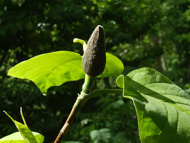 image/magnolie_knop-01.jpg