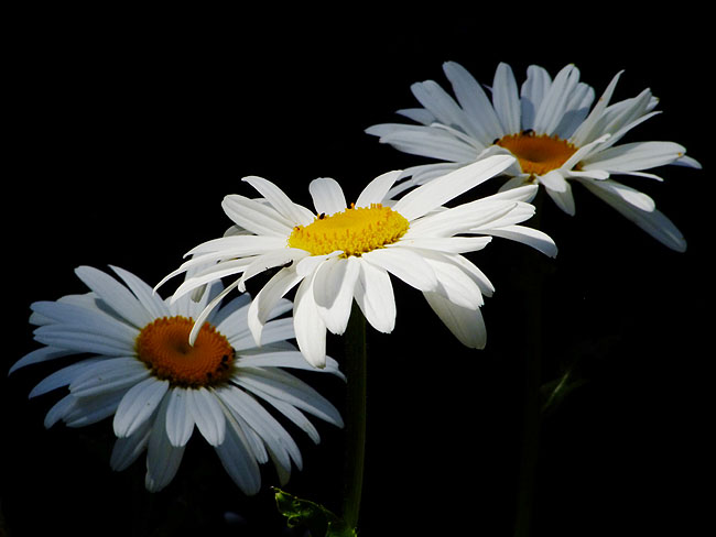image/margueritter-326.jpg