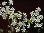 image/_blomster-030.jpg