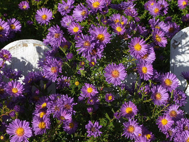 image/blomster-024.jpg