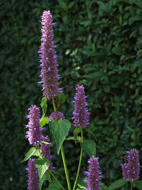 image/blomster-034.jpg