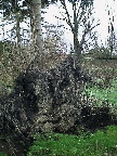 image/_vaeltet_trae-02.jpg