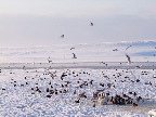 image/_fugle_roskilde_fjord-511.jpg
