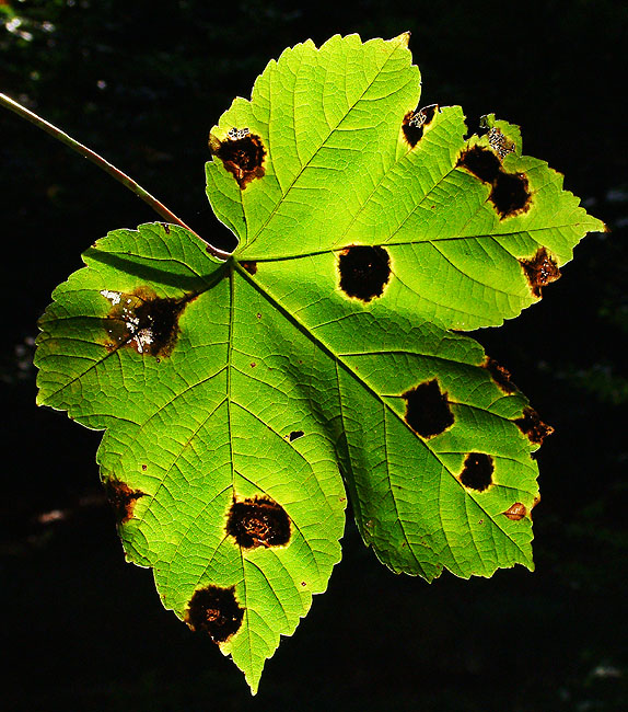 image/blad_efteraar-54.jpg
