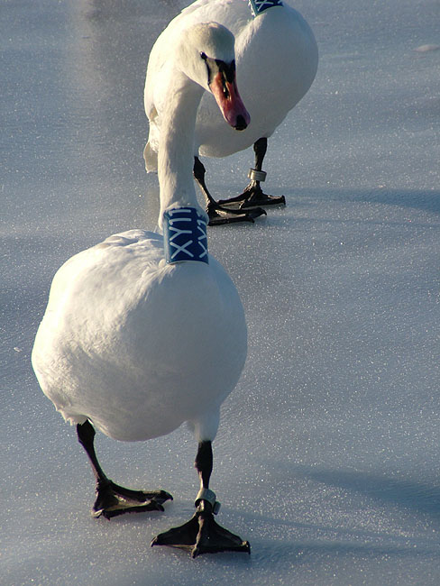 image/ringmaerket_svane-11.jpg
