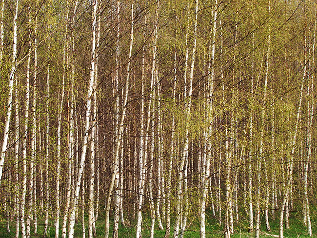 image/birketraeer-327.jpg