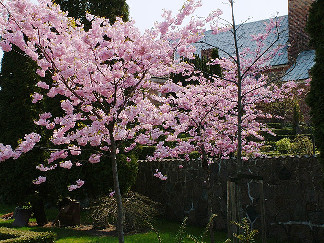 image/japansk_kirsebaer-10.jpg