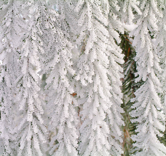 image/rimfrost-22.jpg