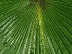 image/_botanisk_have-819.jpg