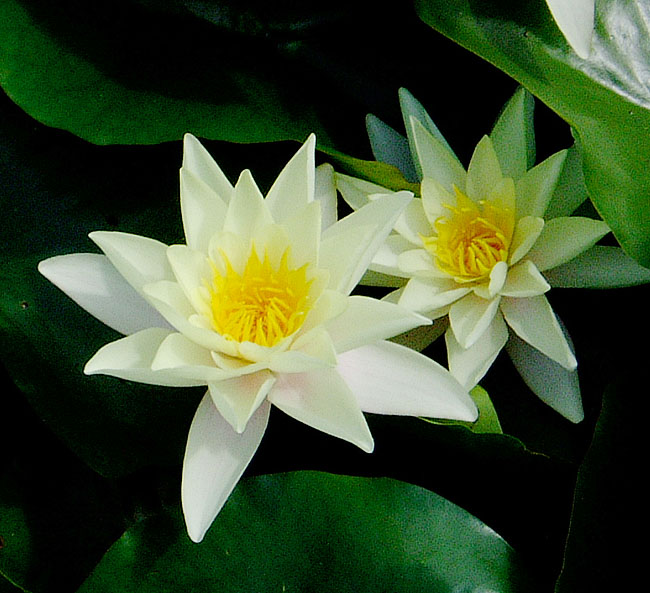 image/botanisk_have-079.jpg