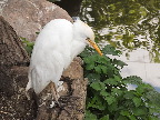 image/_odense_zoo-2207.jpg