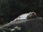 image/_odense_zoo-2214.jpg